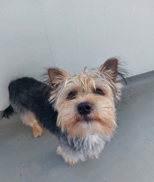 Yorkshire Terrier Deckrüde