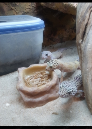 3 Leopardgeckos mit Zubehör 