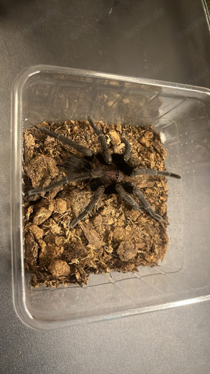  T.sp roatan frische männchen 