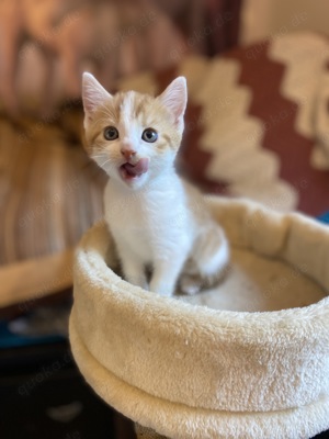 Main Coon Mix Kätzchen, weiblich, entwurmt, verspielt, Hund gewöhnt