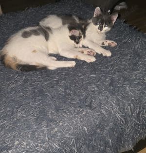 2 wunderschöne Babykatzen zum verlieben 