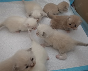 Ragdoll Babies Kitten Stammbaum Katze 