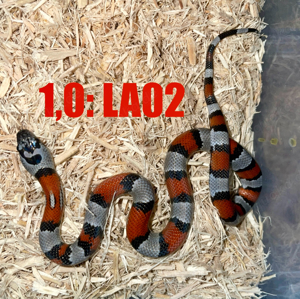 Lampropeltis alterna - Blairi Phase