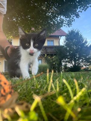 Wunderschöne Katzenbabys zu vergeben  !