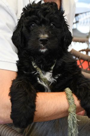 Zwei wunderschöne Bernedoodle (1m, 1w) suchen noch liebe Familien