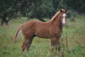 Quarter Horse Hengstfohlen 