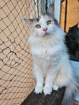 Maine Coon Kätzin 