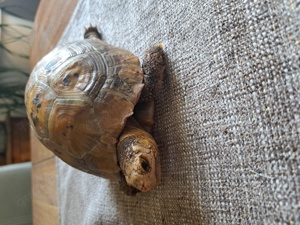 Gelbkopfschildkröte Indotestudo Elongata