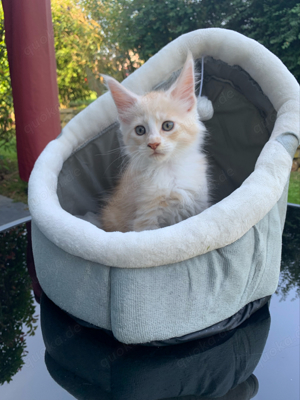 maine coon babys 