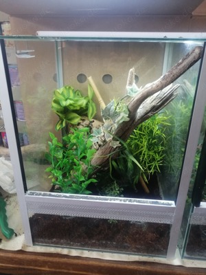 Madagaskar Taggecko 0.0.1 mit Terrarium