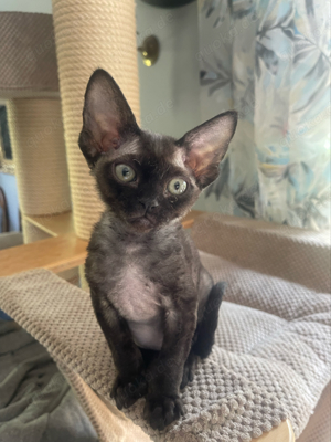 devon rex Kater: FIFE Stammbaum 