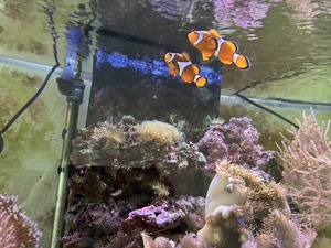 Meerwasseraquarium Besatz