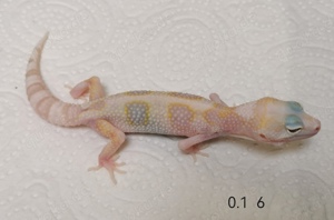 Leopardgeckos NZ 2024 0.1 weibl. 