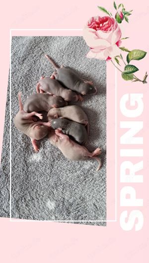 Super süße Ratten Babys Farbratten sehr zahm und kinderlieb 