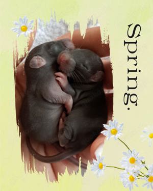 Ratten Farbratten Babys und ältere super zahm und kinderlieb 
