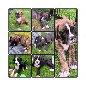 Abgabe bereit Boxer x Amerikanische Bulldogge 