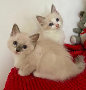 Ragdoll Kitten