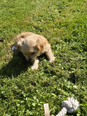 Welpen Yorkshire Pikinese mix