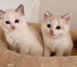  Ragdoll Heilige Birma kitten