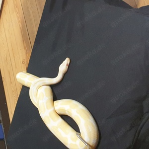 Ball Python 