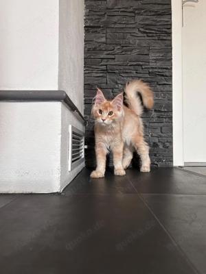 Maine Coon Kitten (mit Stammbaum)