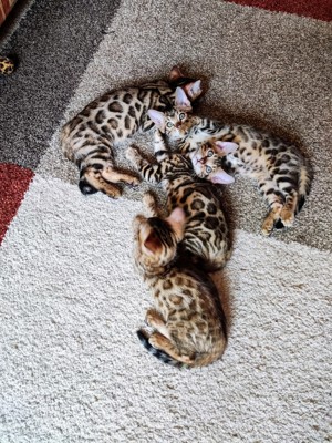 4 Bengal Kitten mit Stammbaum zu vergeben