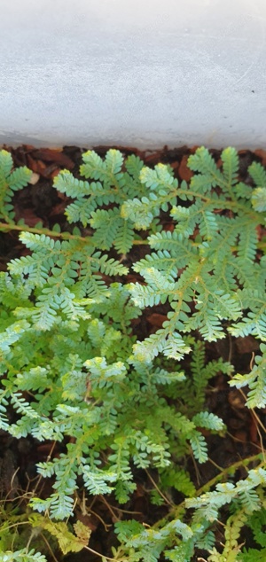 Selaginella uncinata