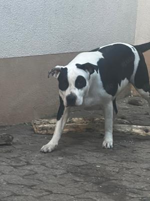Liebevolles zu Hause gesucht 