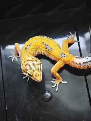 Leopardgecko Jungtiere aus 2024