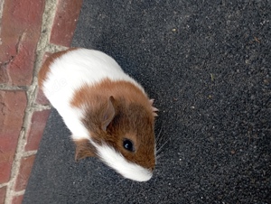 Meerschweinchen Bock 