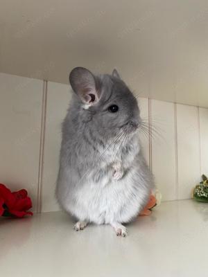 Chinchilla Angora RPA Afro Violett 100% Blue Diamond Träger evt ST