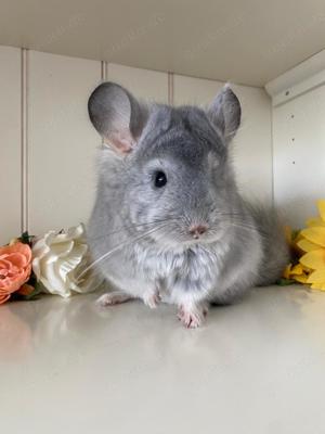 Chinchilla Angora RPA Saphir Weibchen, 100% Blue Diamond Träger, evt AVT