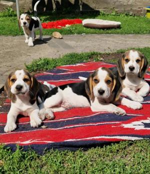 Beagle welpen