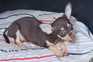 Reinrassige kleine chihuahua 