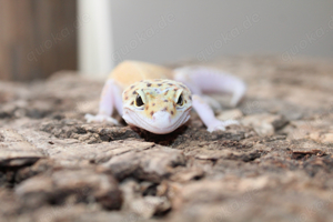 0.1 Eclipse poss het Tremper 