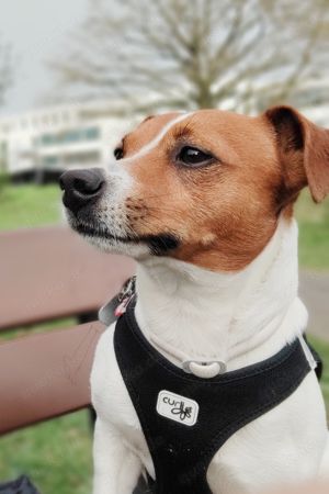 Deckrüde Jackrussel Terrier