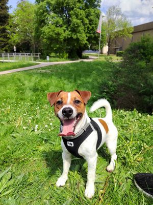Deckrüde Jackrussel Terrier Bild 4