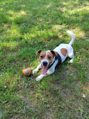 Deckrüde Jackrussel Terrier Bild 3