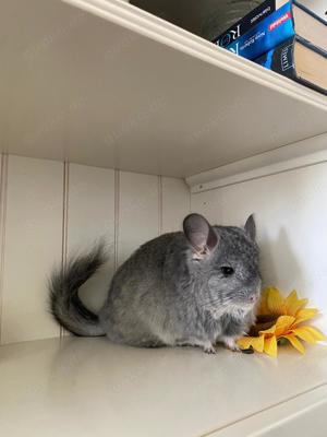 Chinchilla Angora RPA Standard Zuchtweibchen 100 % Blue Diamond Träger, 100% Saphir Träger evt AVT