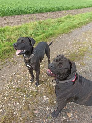 Cane Corso Mix Welpen