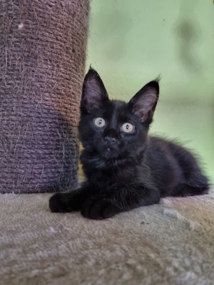 Maine Coon Mix Kitten 