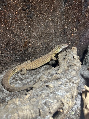 Varanus acanthurus tausch gegen Kragenechse