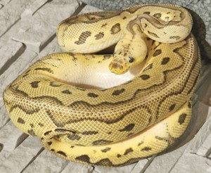 Ball Python 