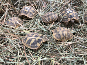 Griechische Landschildkröten 2022