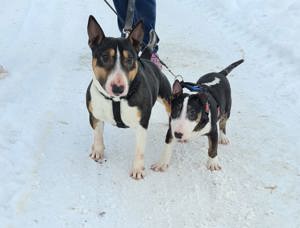 Zwei Miniatur Bullterrier nur zusammen 