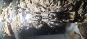 Poecilotheria regalis 