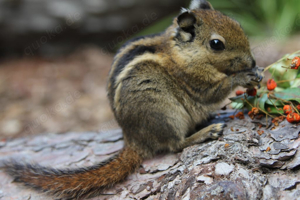 Baumstreifenhörnchen 