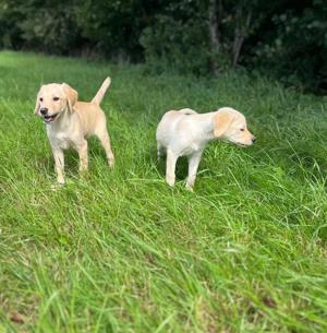 Labrador Welpen 