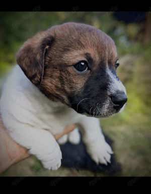 Jack Russel Terrier Welpen 