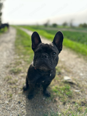 französische bulldogge abzugeben